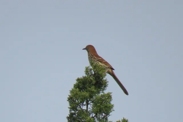 Brown Thrasher