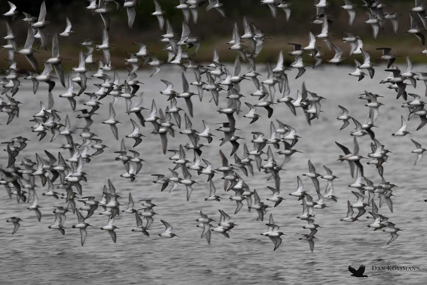 Shorebird flock over the pond