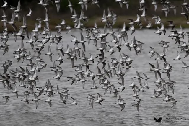 Shorebird flock over the pond
