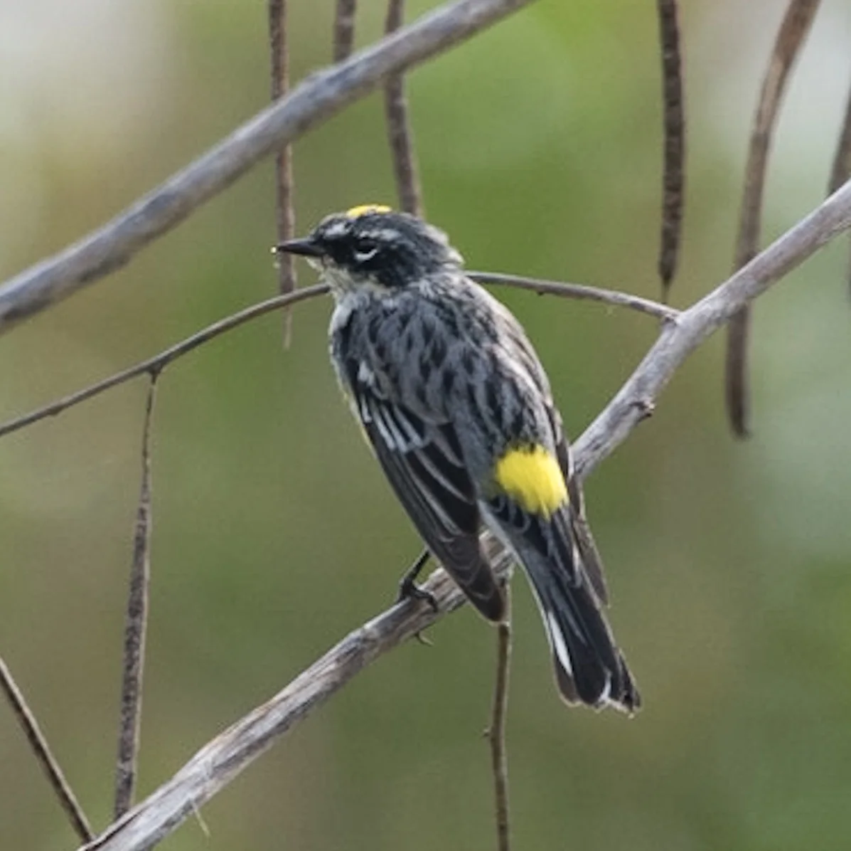 Yellow-rumped Warbler