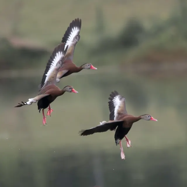 Black-bellied Whistling Duck