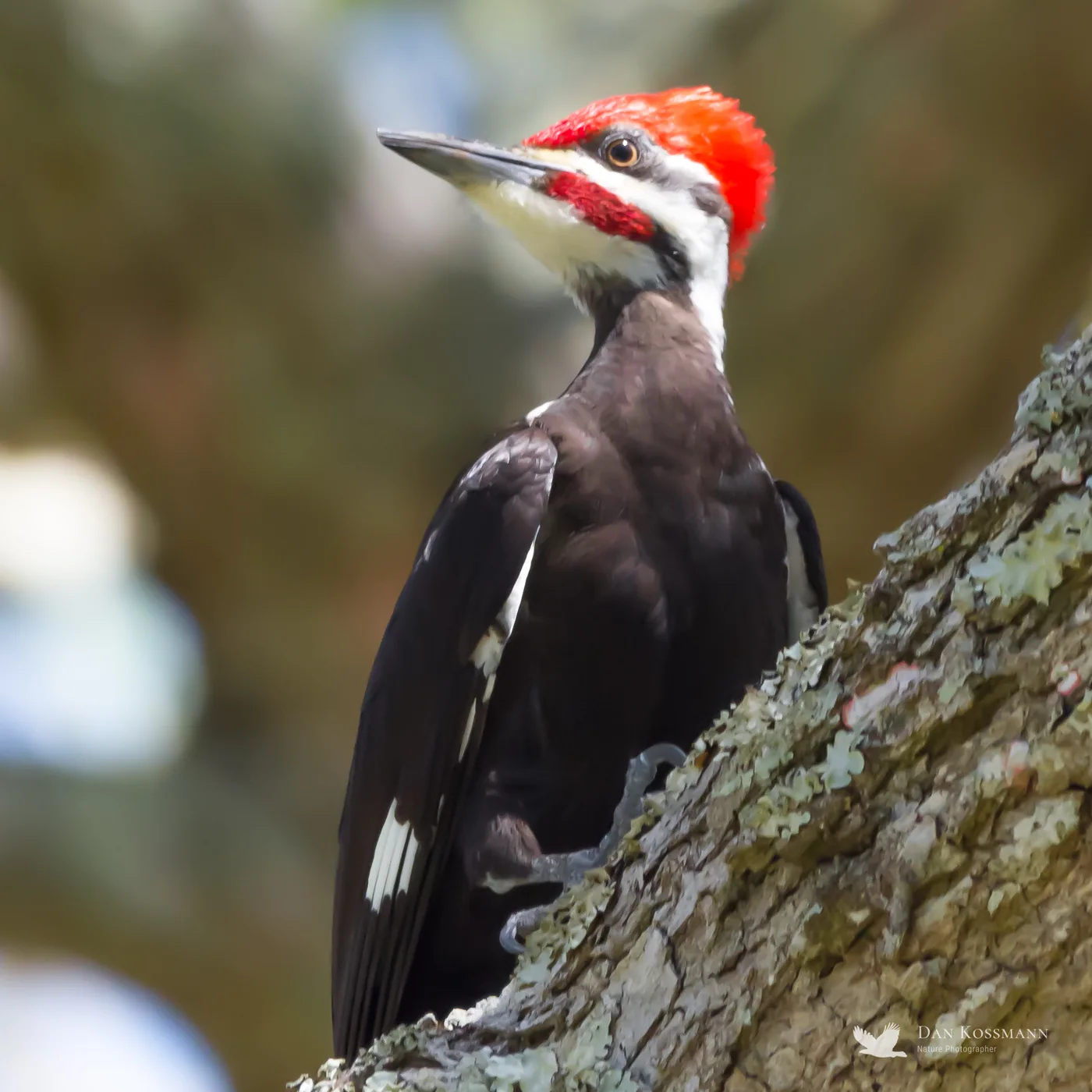 Pileated Woodpecker