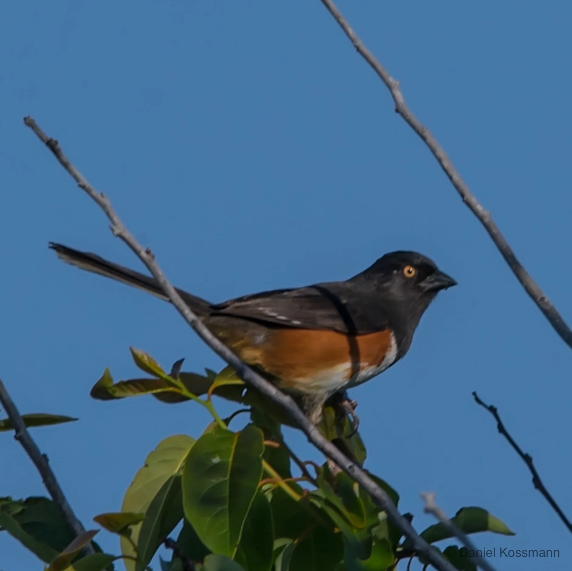 Eastern Towhee Red-eyed