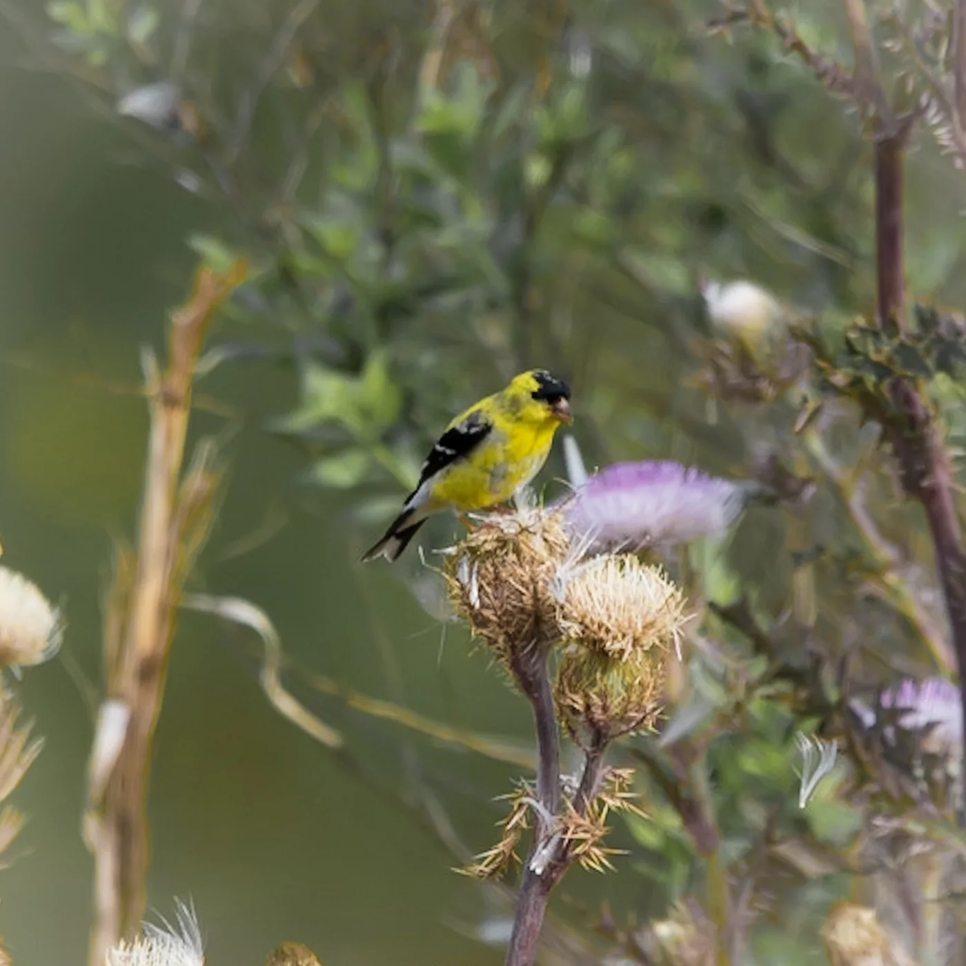 American Goldfinch