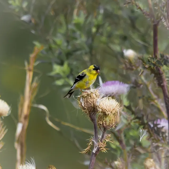 American Goldfinch