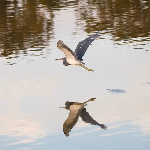Tricolored Heron and reflection