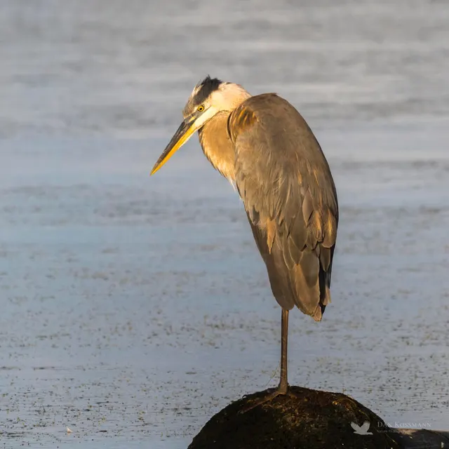 Great Blue Heron in thought