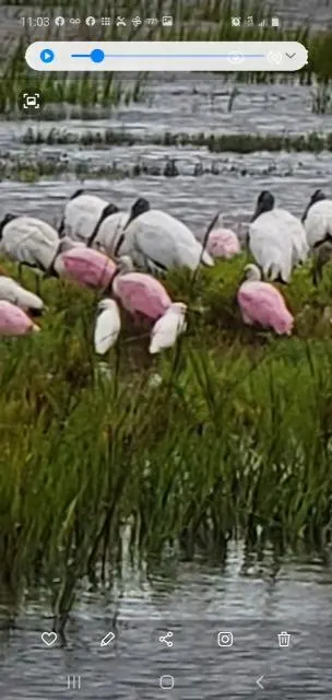 Spoonbills and Wood Storks at Heritage River Road