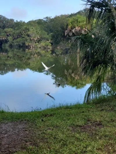 White Ibis over reflection at Hanna Park