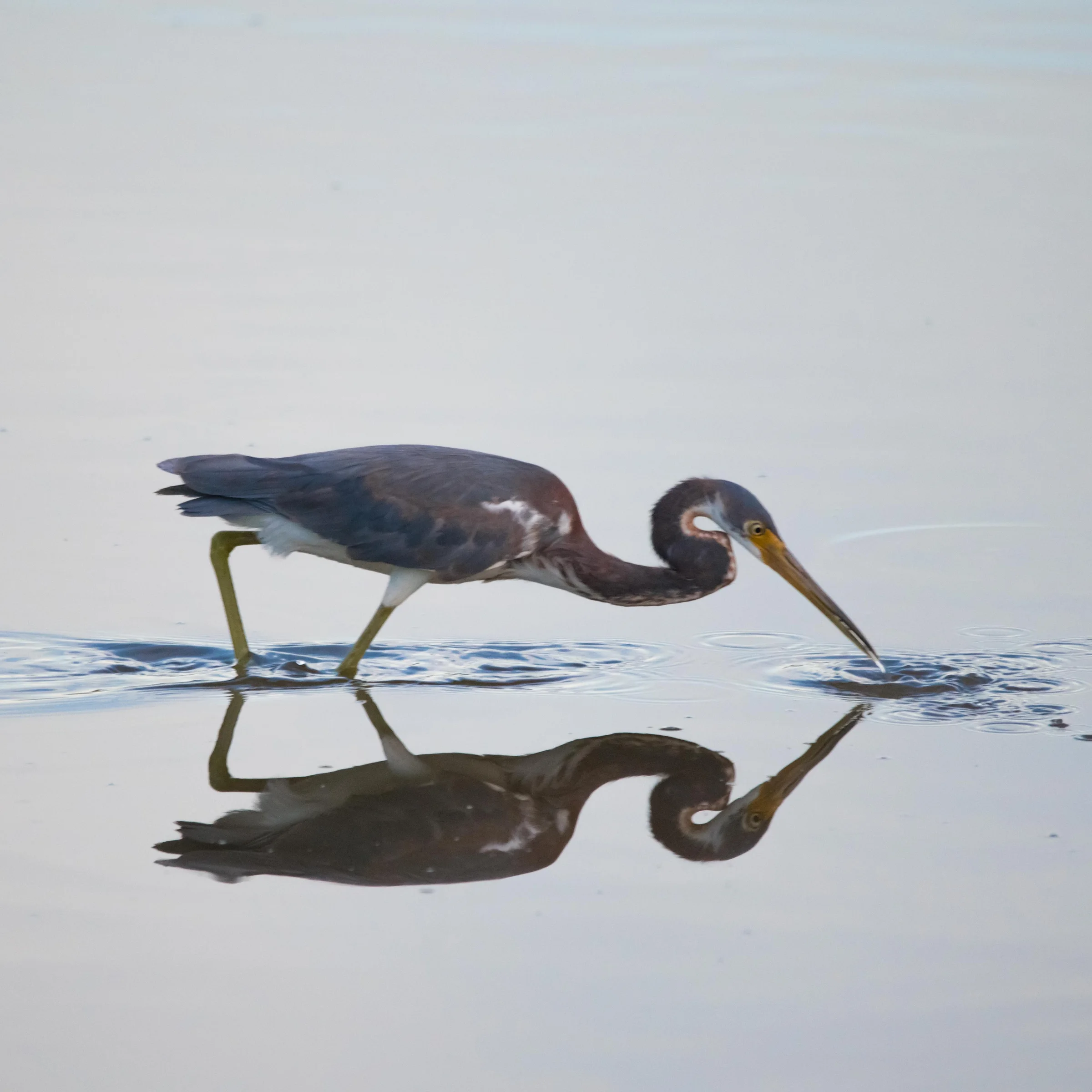 Tricolored Heron