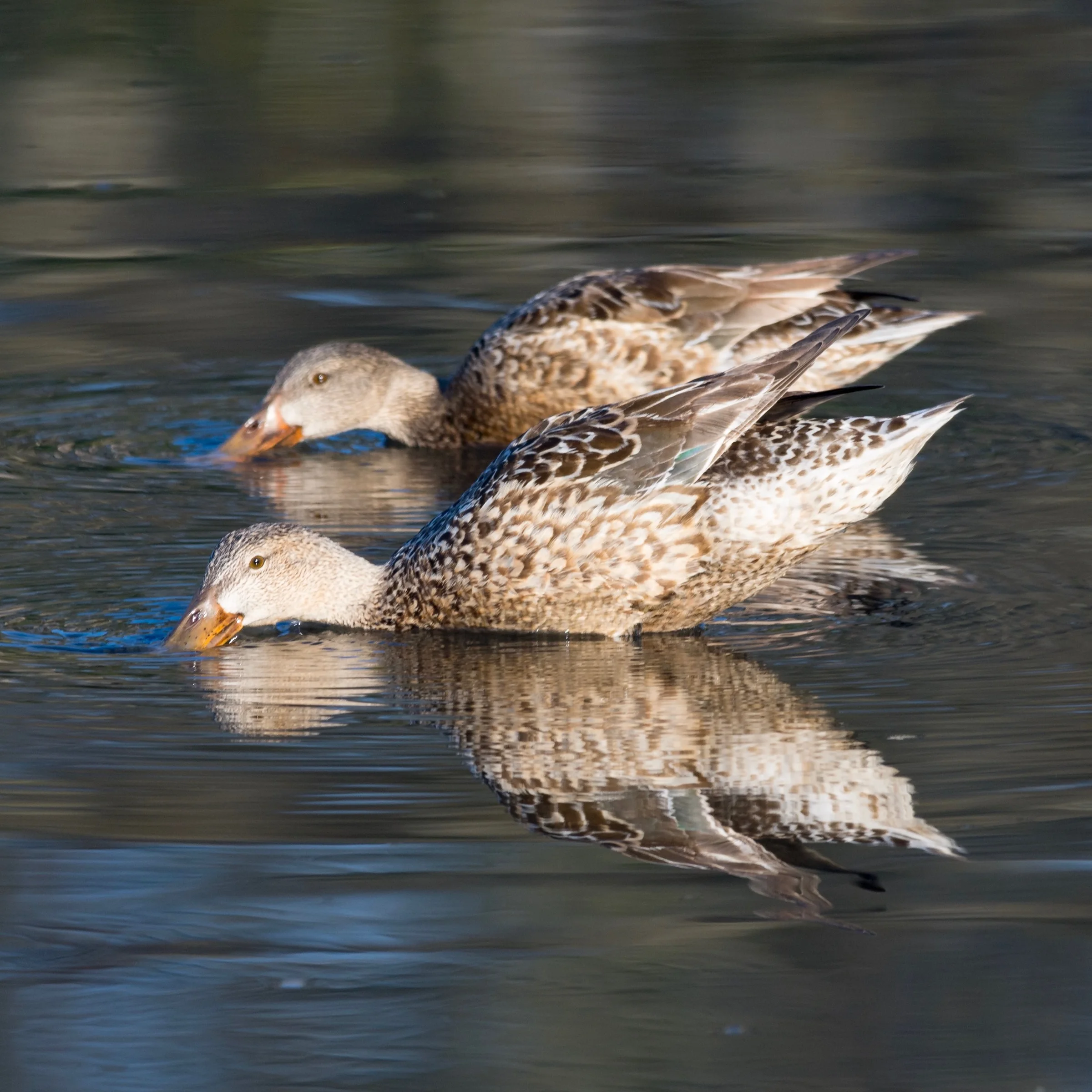 Mottled Duck hybrid