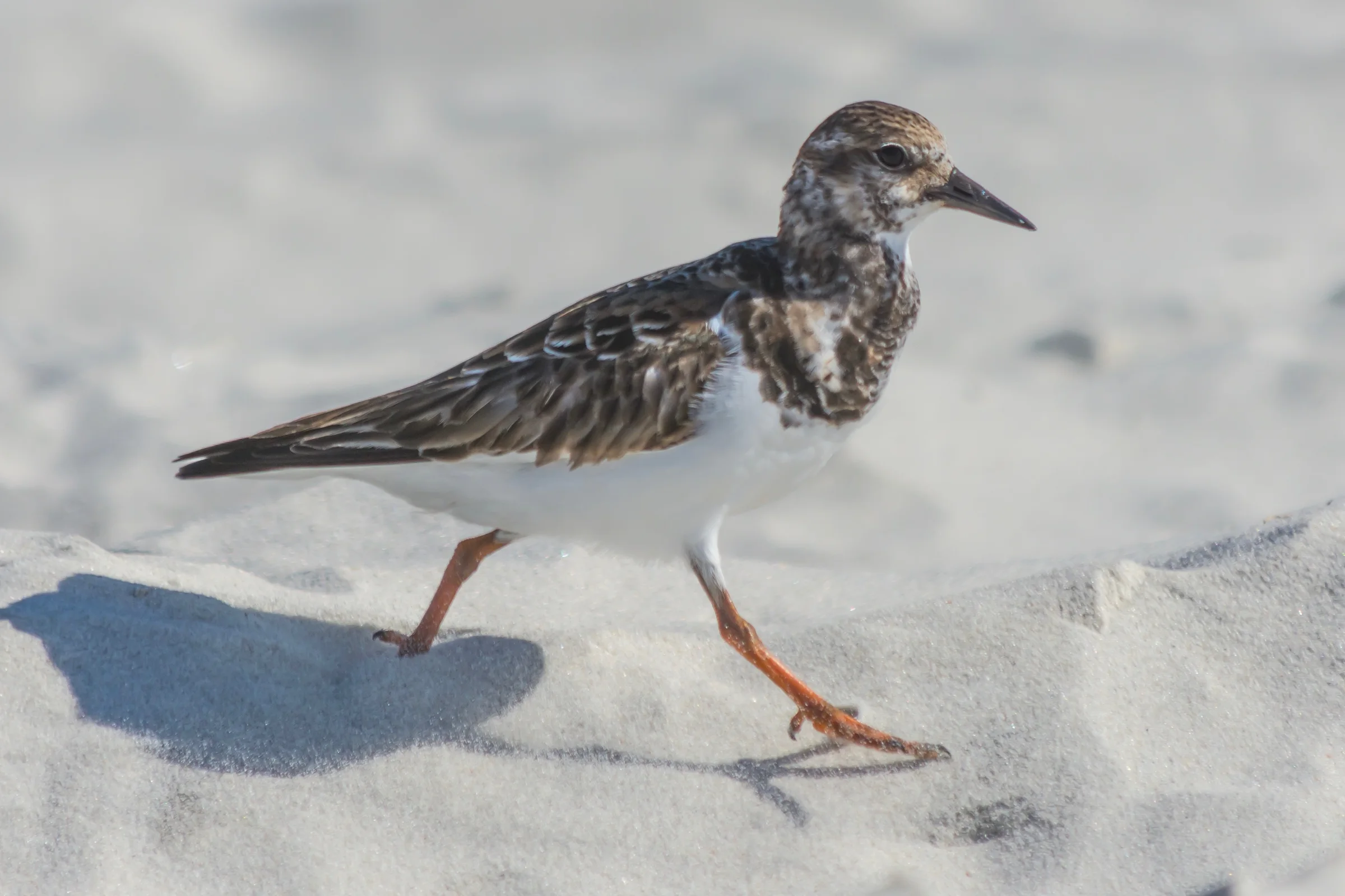 Ruddy Turnstone