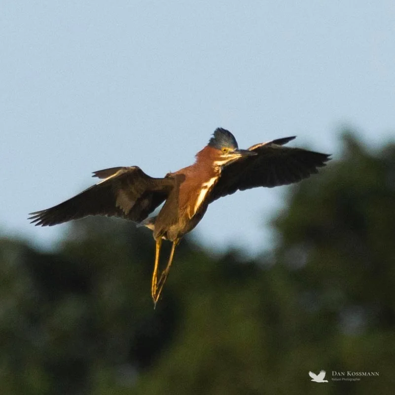 Green Heron