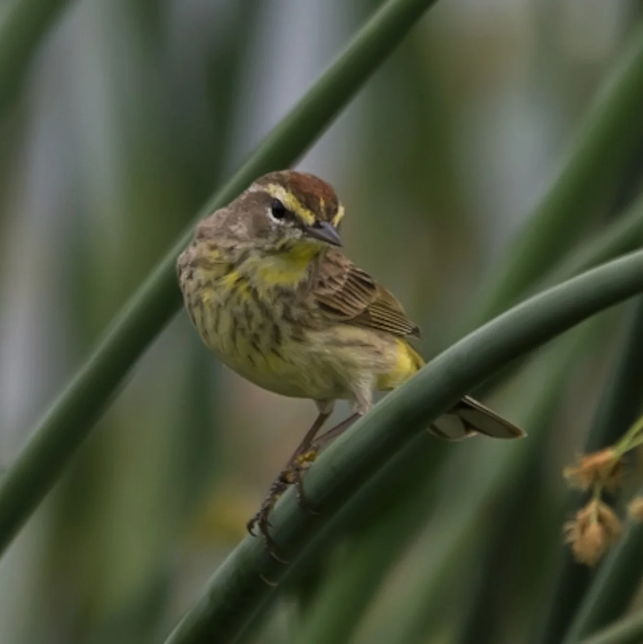 Palm Warbler