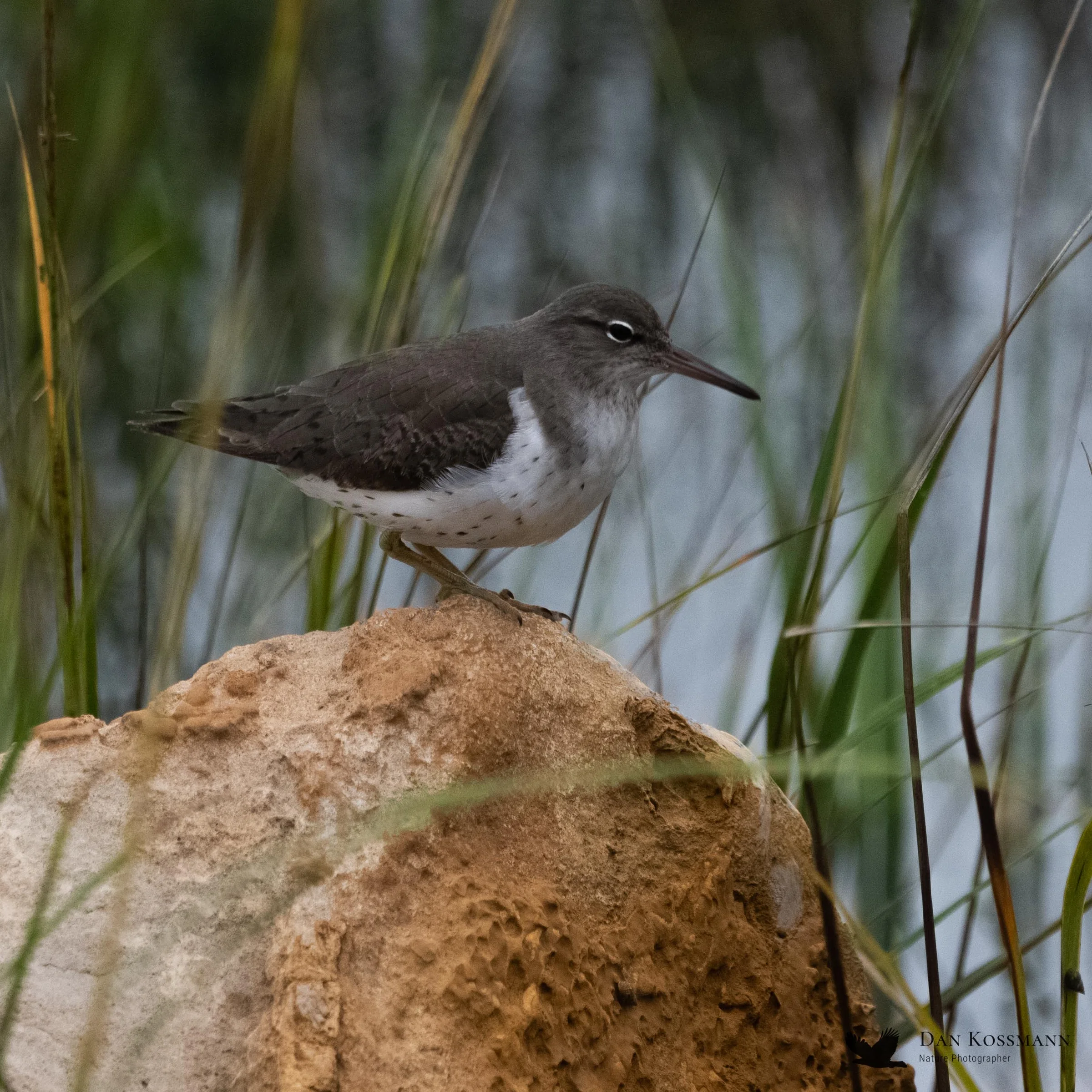 Spotted Sandpiper juvenile