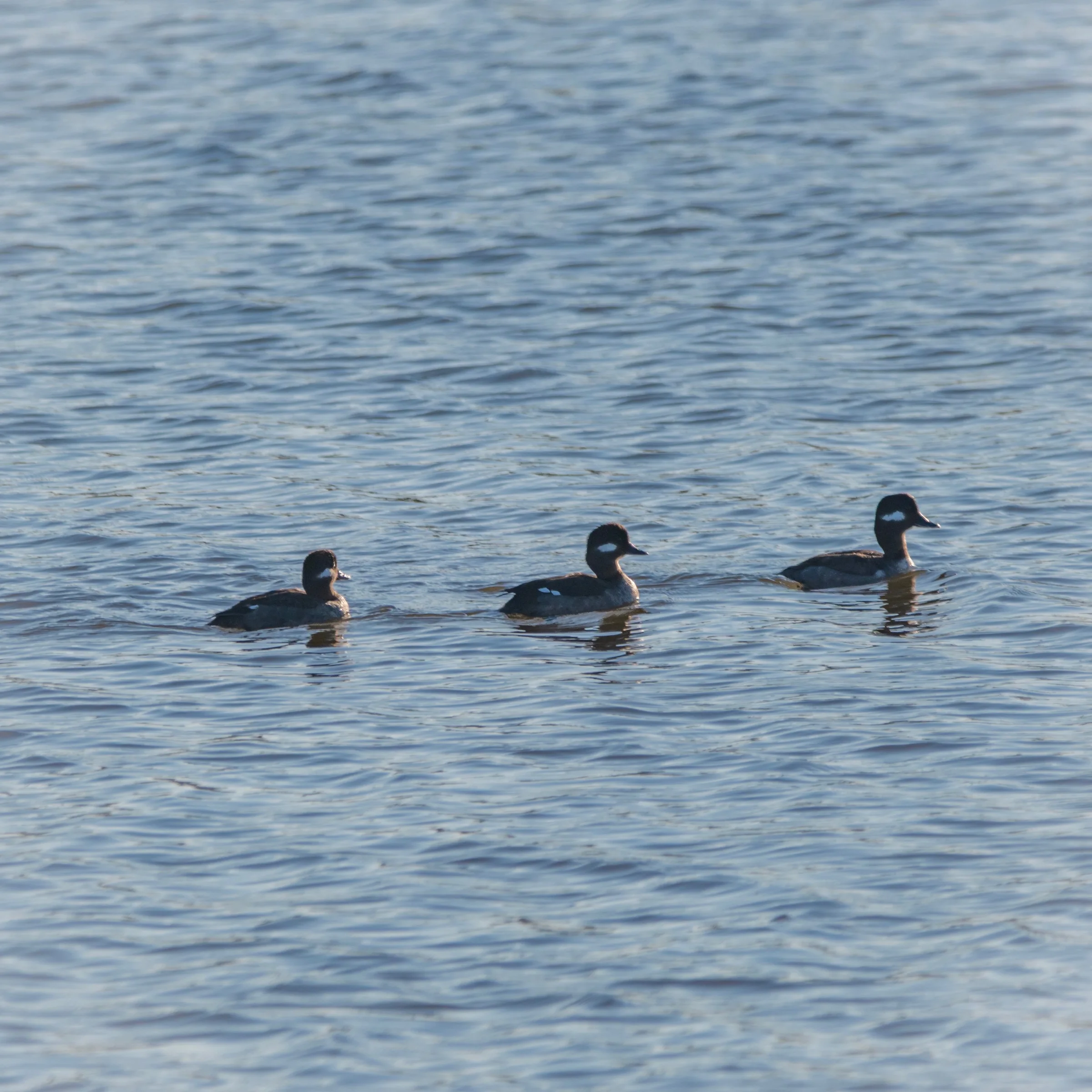 Buffleheads