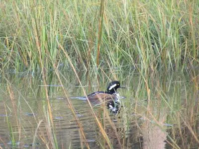 Hooded Merganser at Huguenot