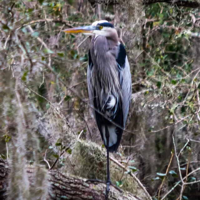 Great Blue Heron on one leg