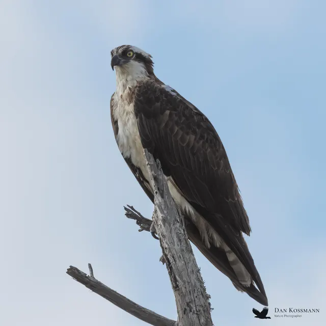 Osprey