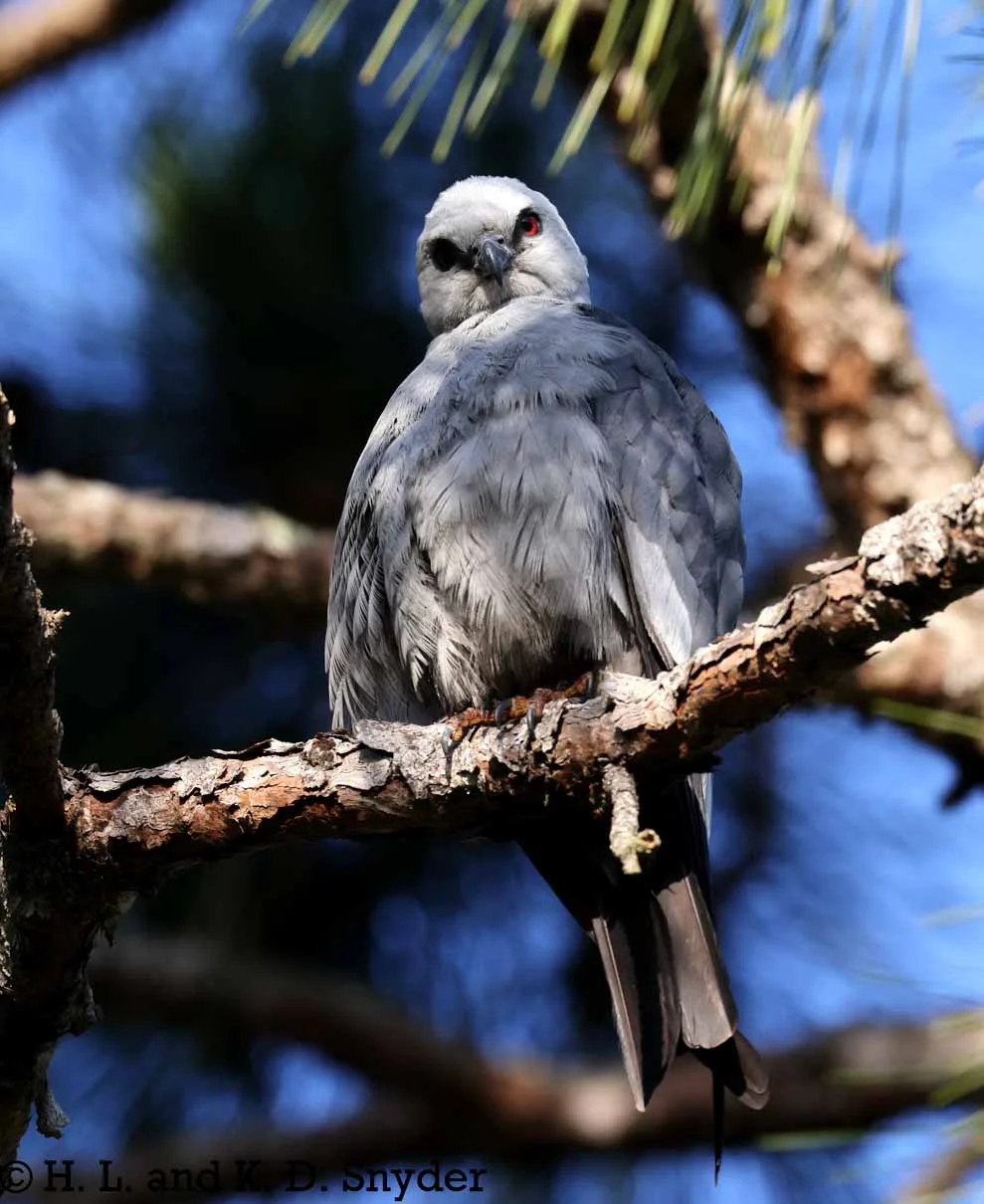 Mississippi Kite checking for intruders