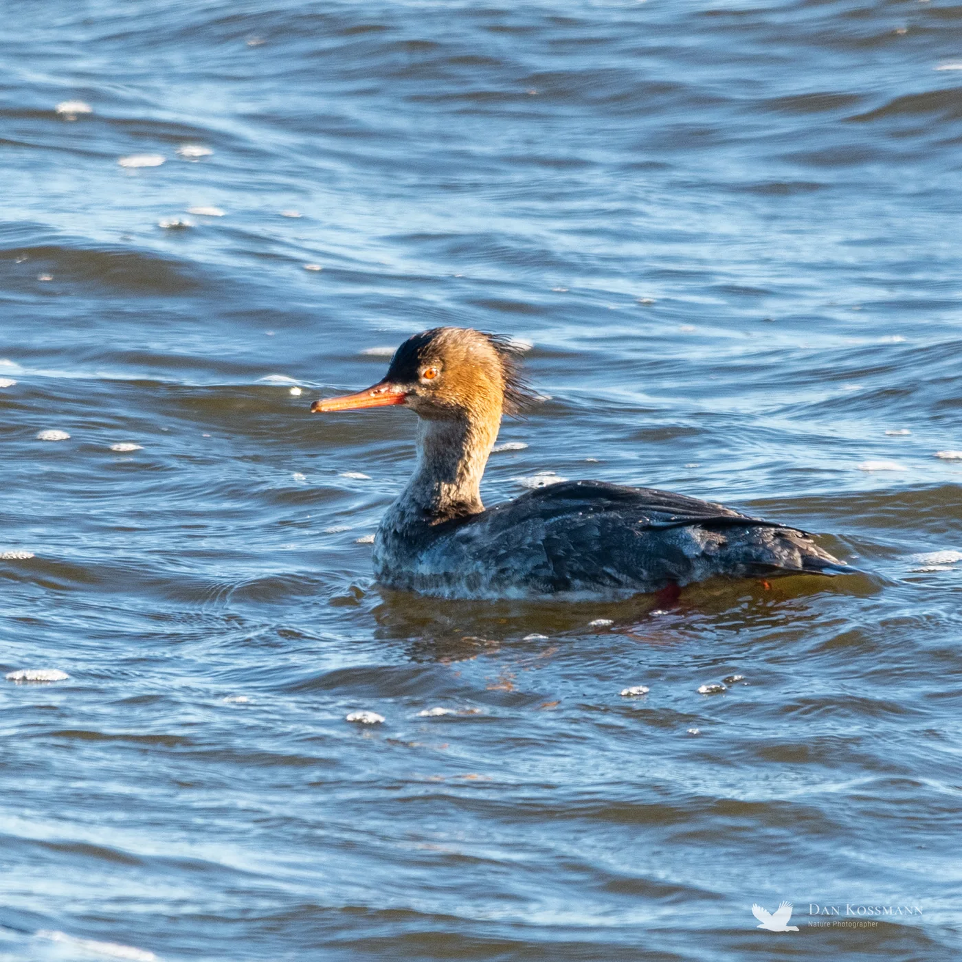 Red-breasted Merganser