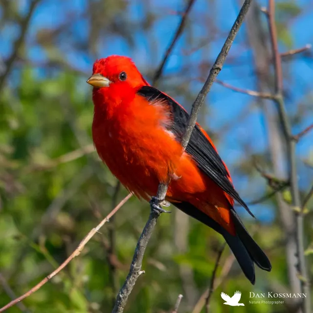 Scarlet Tanager
