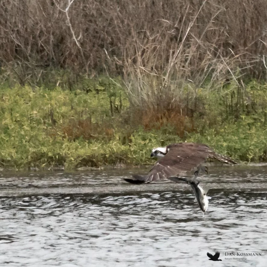 Osprey with a fish