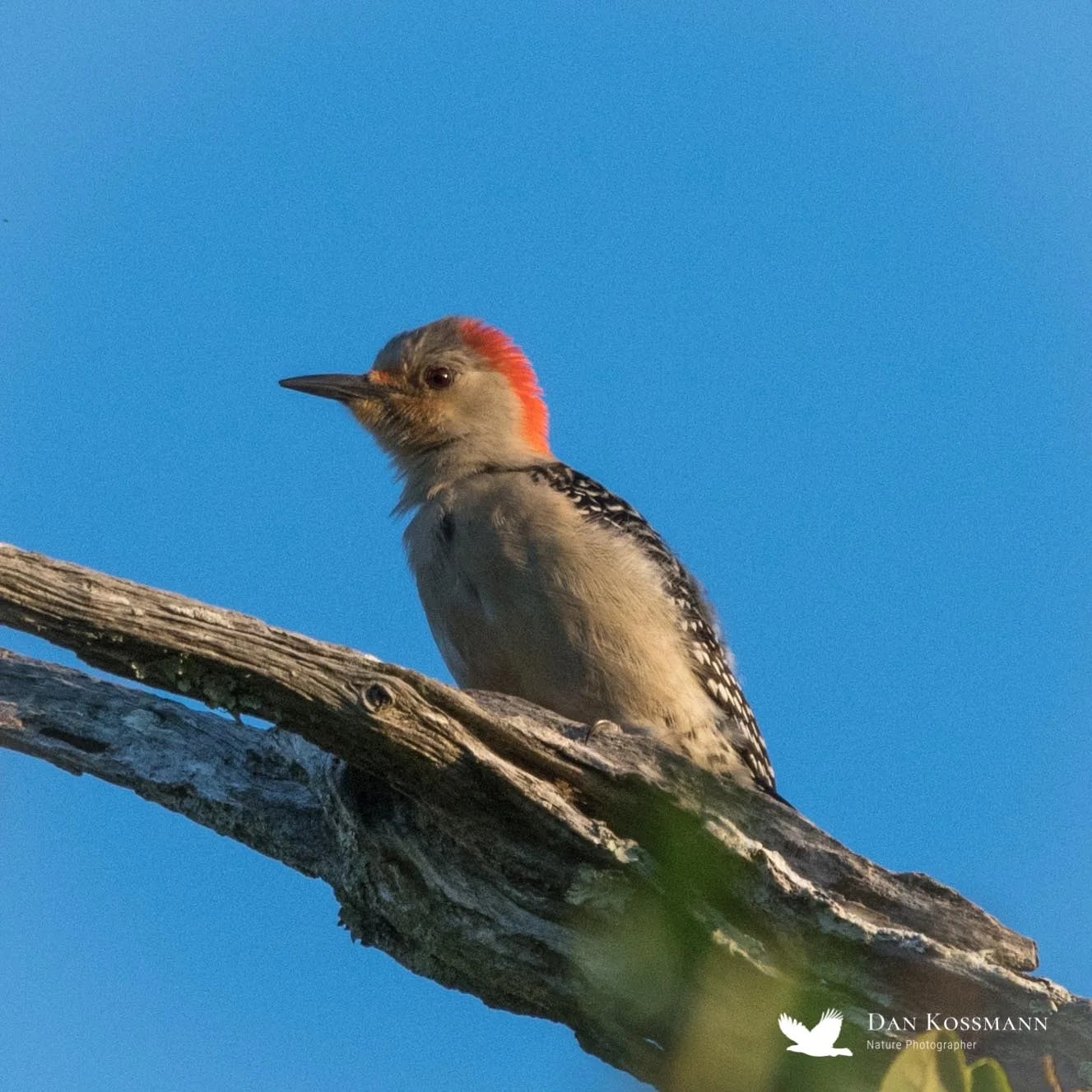 Red-bellied Woodpecker