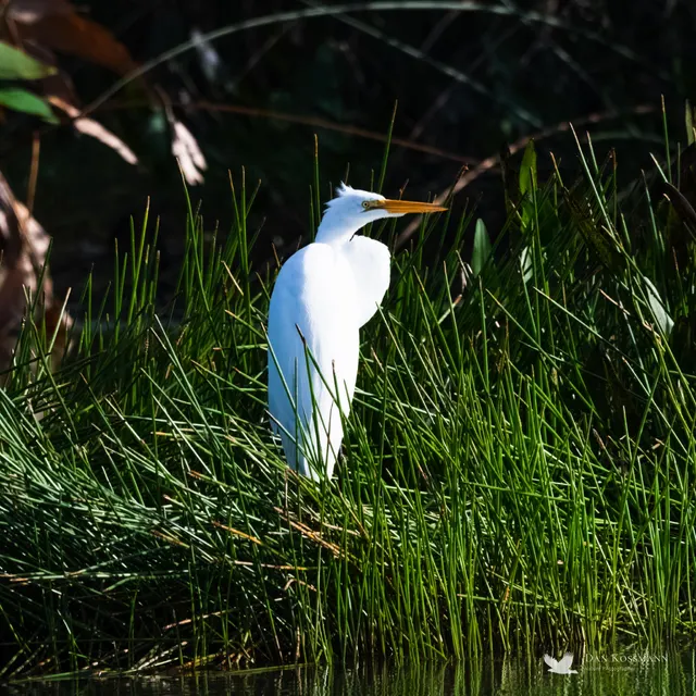 Great Egret in the grass
