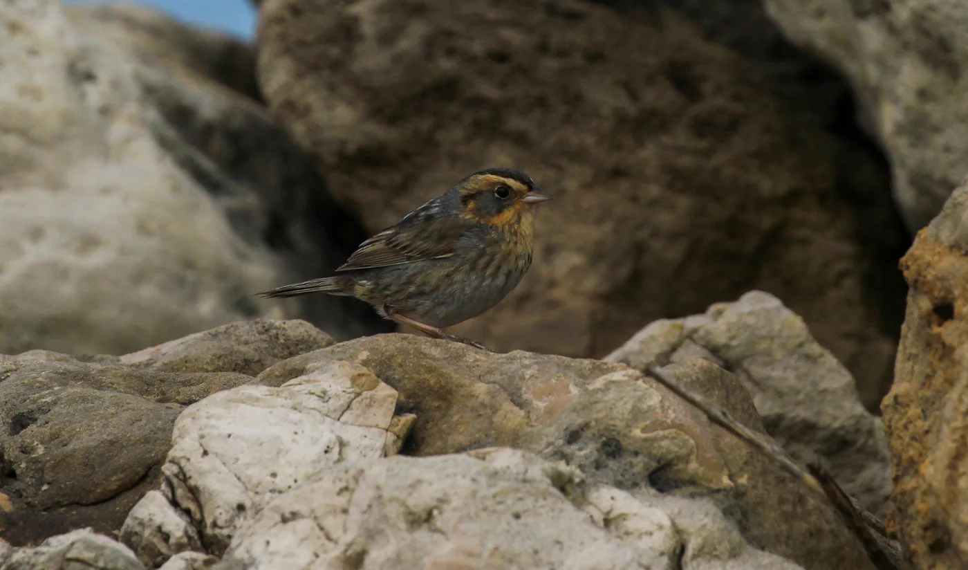 Nelson’s Sparrow