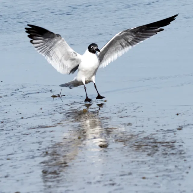 Laughing Gull landing