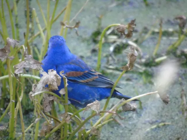 Blue Grosbeak