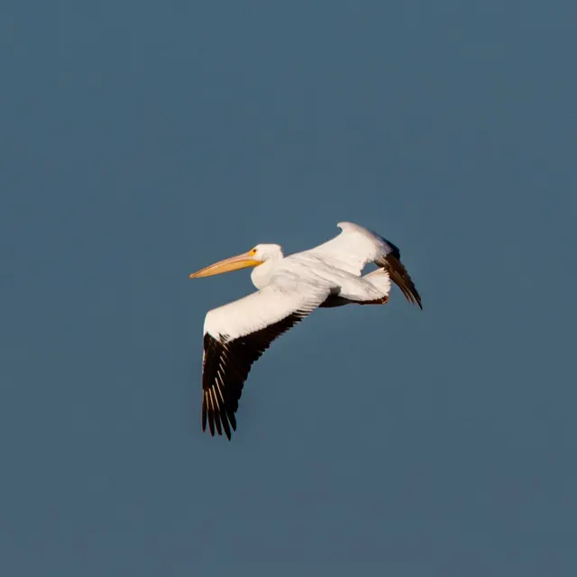 American White Pelican