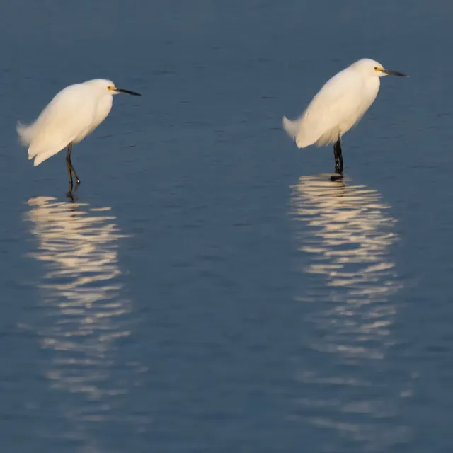 Snowy Egrets on the hunt