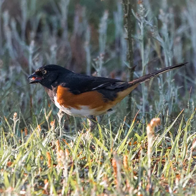 Eastern Towhee white-eyed