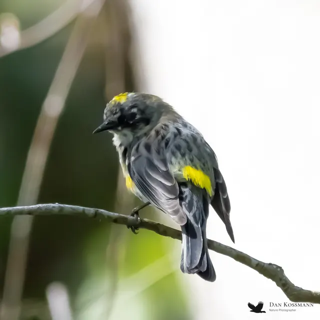Yellow-rumped Warbler