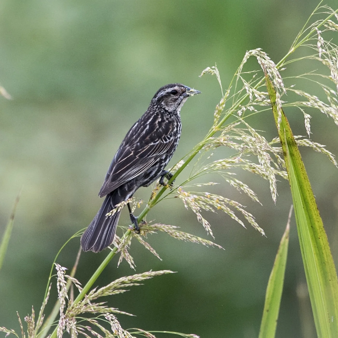 Red-winged Blackbird (female)