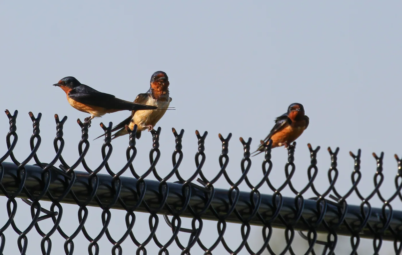 Barn Swallows