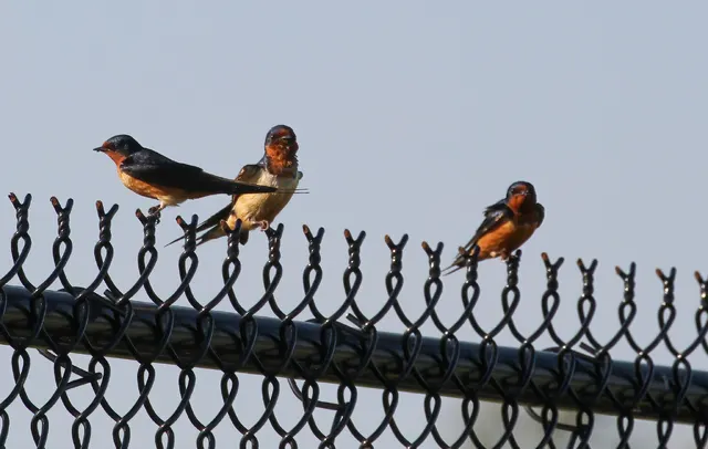 Barn Swallows
