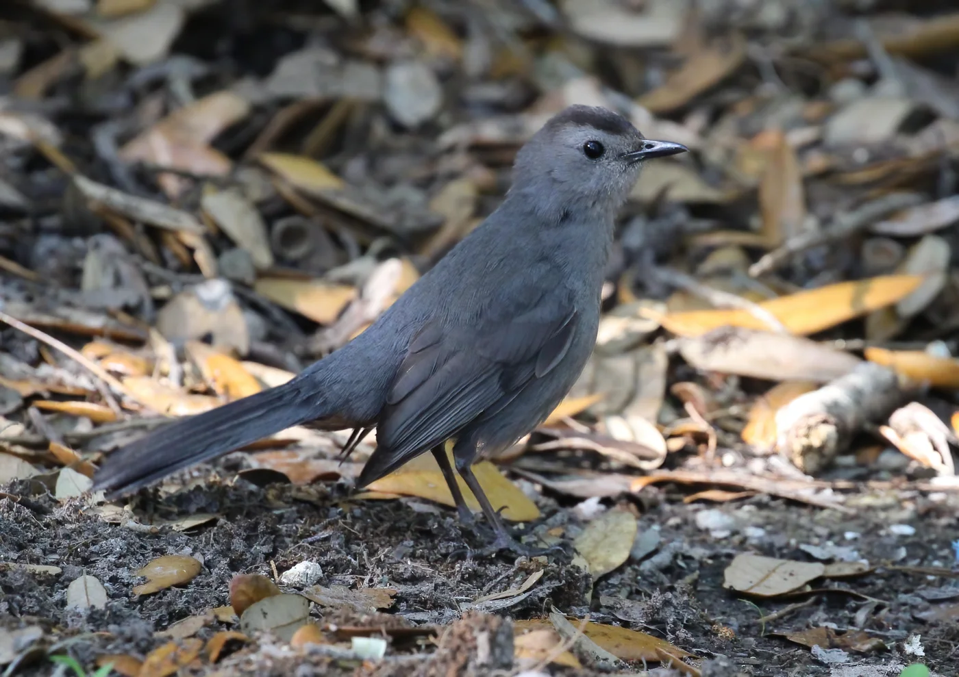 Gray Catbird