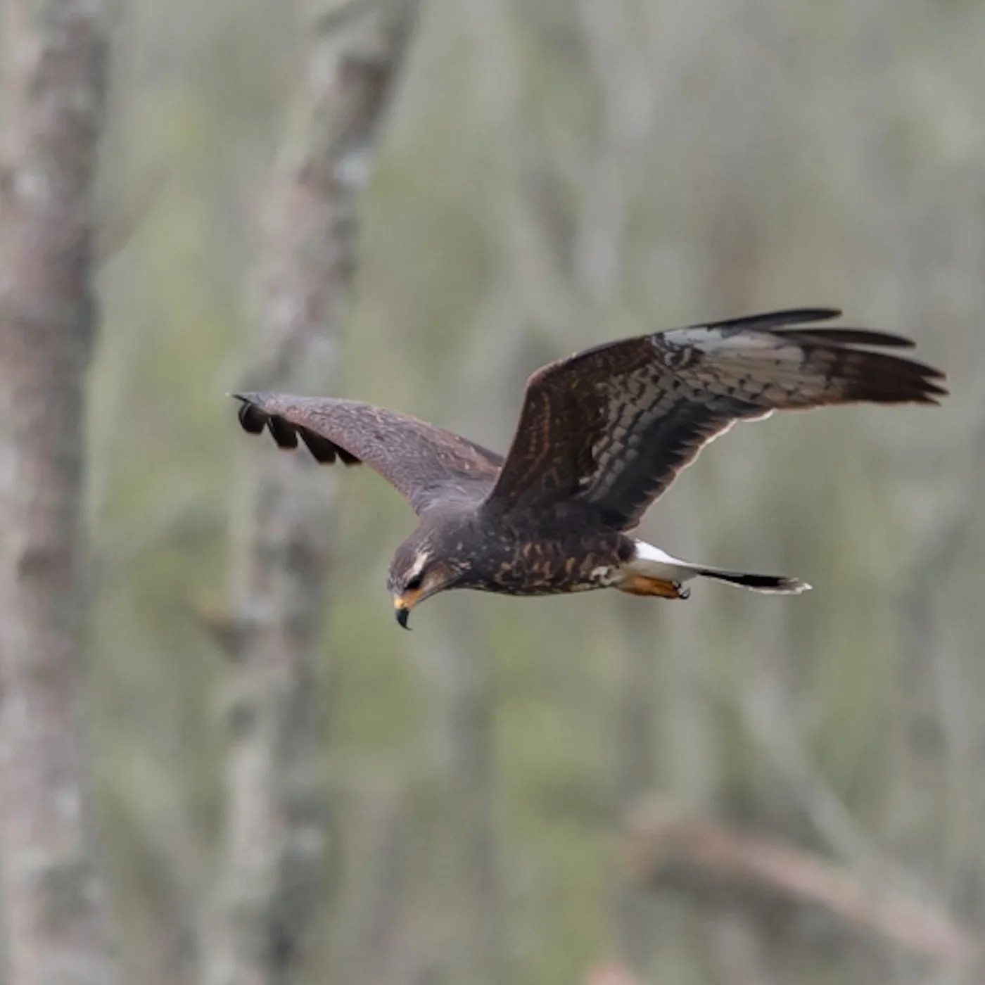 Osprey
