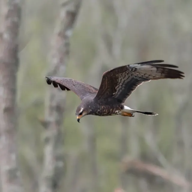 Osprey