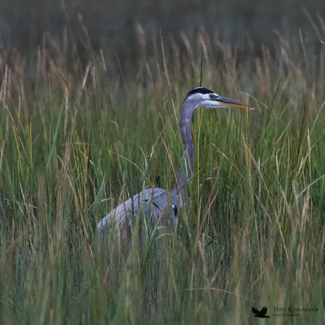 Great Blue Heron in the weeds