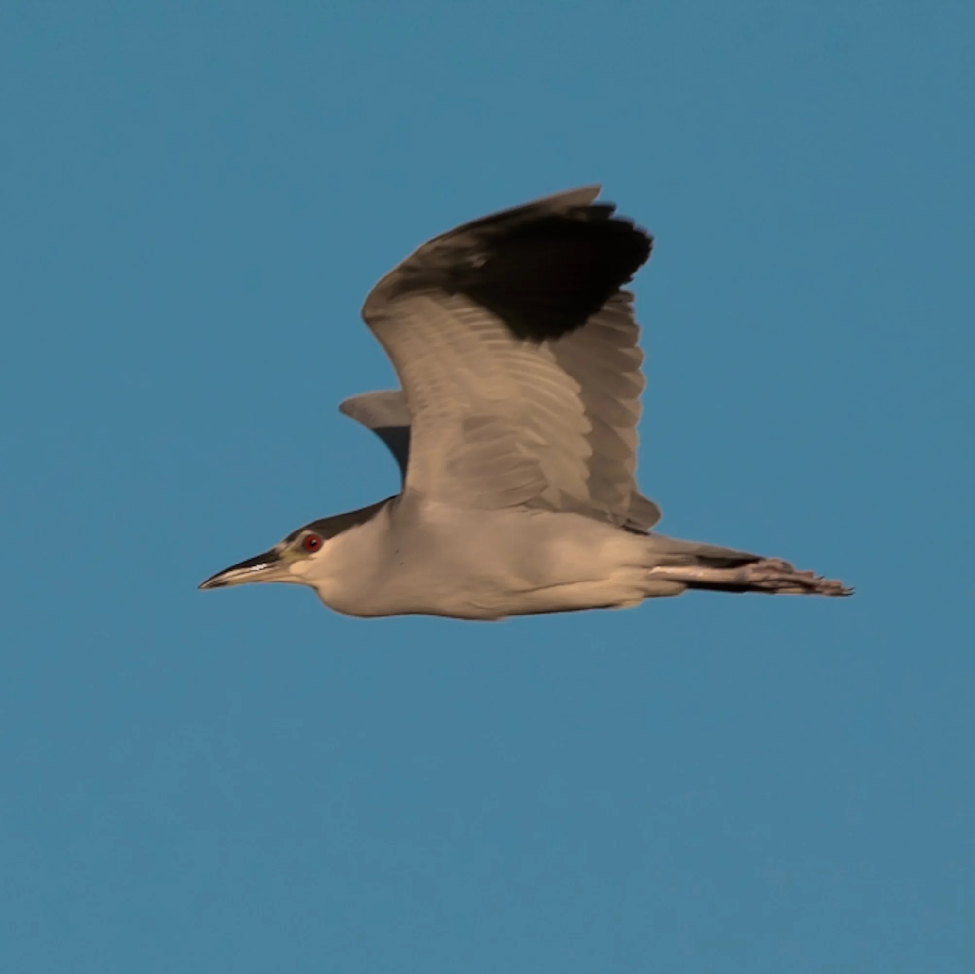 Black-crowned Night Heron