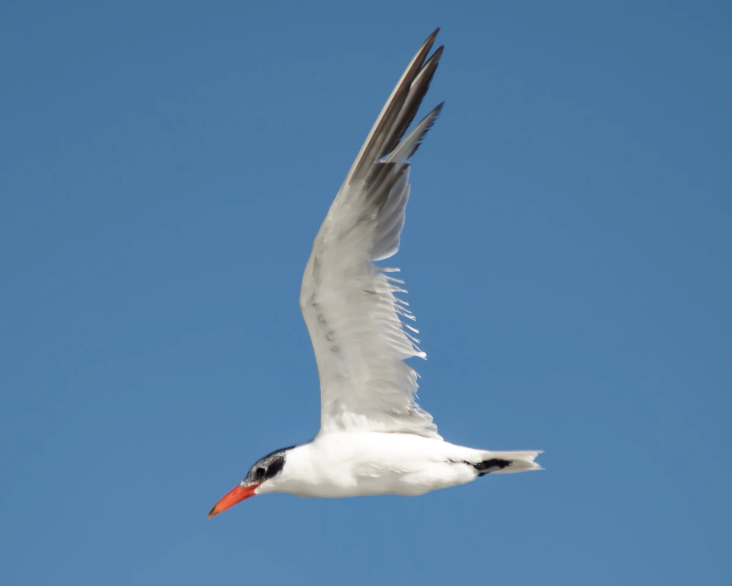 Caspian Tern