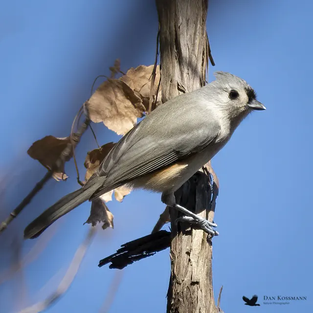 Tufted Titmouse