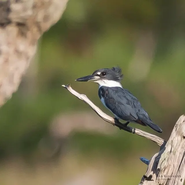 Belted Kingfisher posed on branch