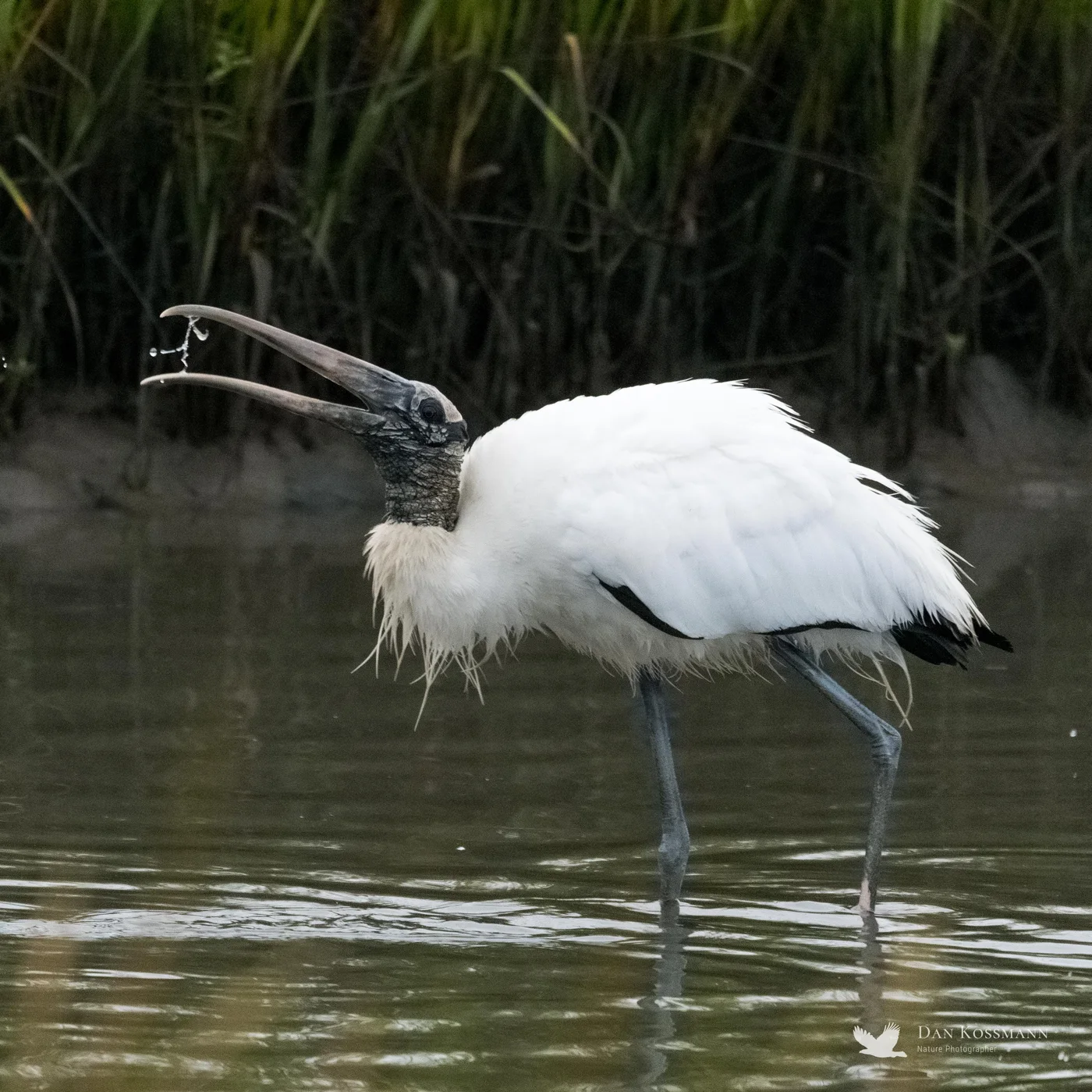 Wood Stork