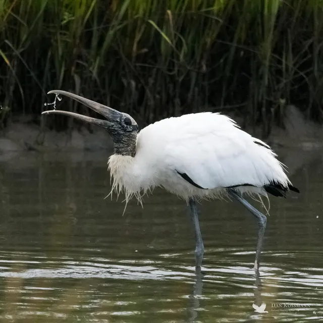 Wood Stork
