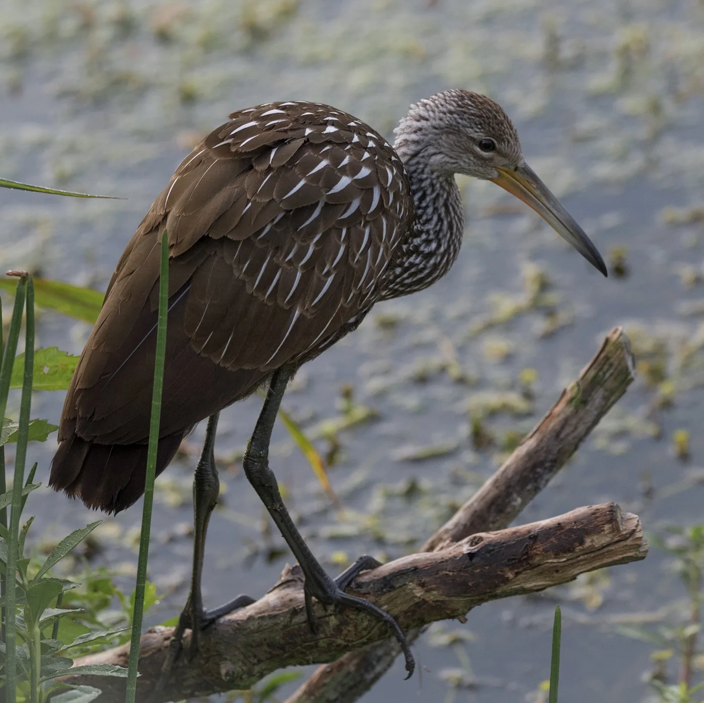Limpkin